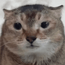 RUMORCAT