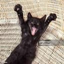 $4PAWS