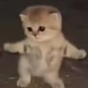 RaveCat2
