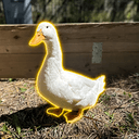 Donald D.