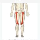 Femur