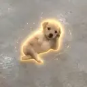 CHILLDOG
