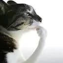 CM