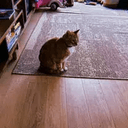 Hobbes