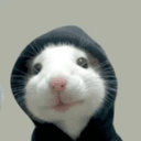 HAMSTER