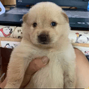Snoopy
