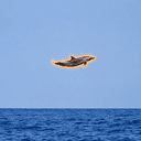 FLY