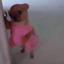 TDOG