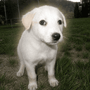 Bruno