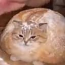 Breadcat