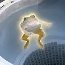 frog