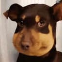 Beedog