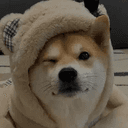 nigi