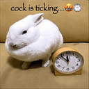 cock