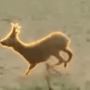 TDDEER