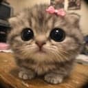 KITTEH