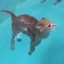 floatcat