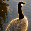 $HONK