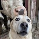 cowlick