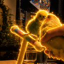 lovebird
