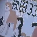 AKITA INU