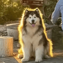 Aura