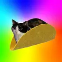 tacocat