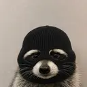 bandit