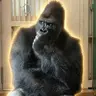 Shabani