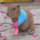 Handicapybara