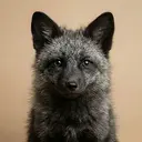 SilverFox