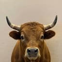 BULL