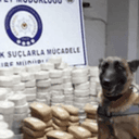 DOG HİGH