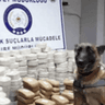 DOG HİGH