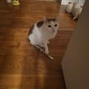Scacat