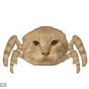 Spidercat