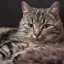 SOLKITTY