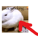 cock