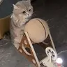 酱酱