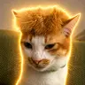 TRUMPCAT