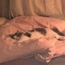 小猪 ​​​