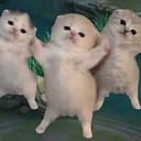 not cats name