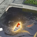 CARP