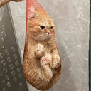 wCAT