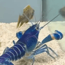 Clawdy
