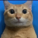 crimecat