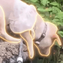 狗