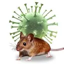 virus