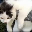 escbarcat