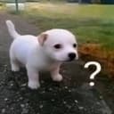 Dog?